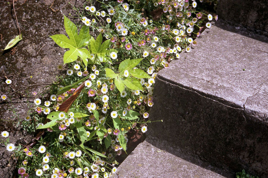 2009_06_08_東逸見町二丁目15付近_Leica IIIa_Summar 5cm F2_FUJI COLOR 100.jpg